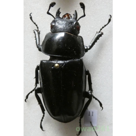 Neolucanus maximus Houlbert, 1912 45mm Vietnam11